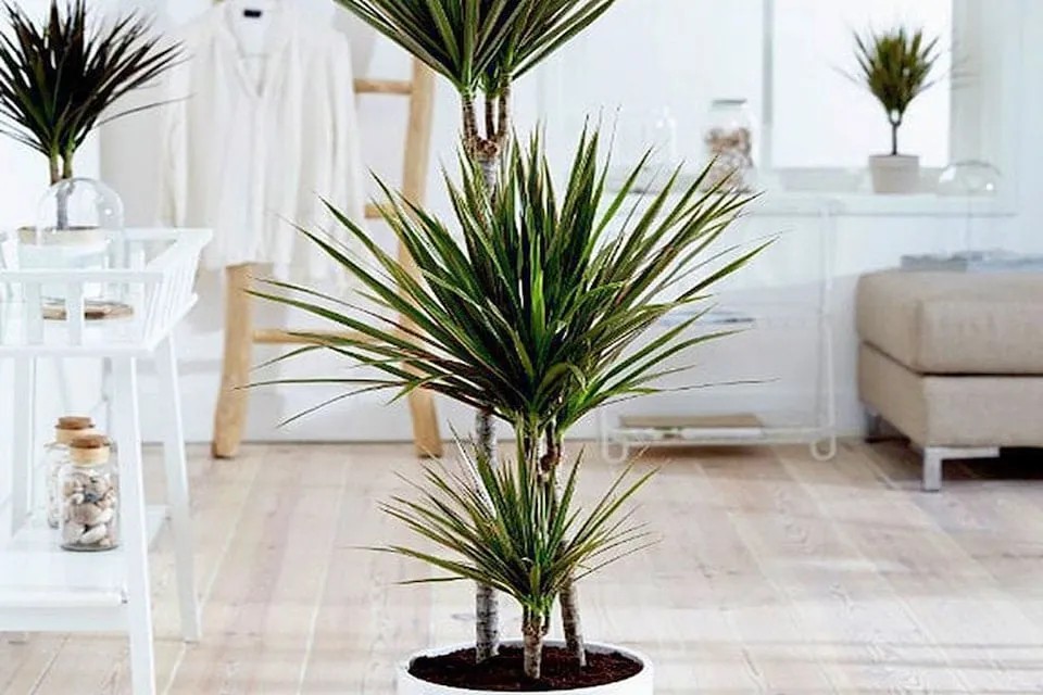 Với vẻ đẹp tự nhiên và sức sống mãnh liệt, cây phát tài núi là điểm nhấn hoàn hảo cho không gian phòng khách