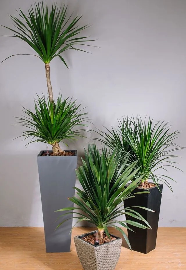Bên cạnh đó, đúng như tên gọi của nó, cây phát tài núi sẽ mang lại nhiều thuận lợi trong sự nghiệp cũng như nhiều may mắn trong cuộc sống.