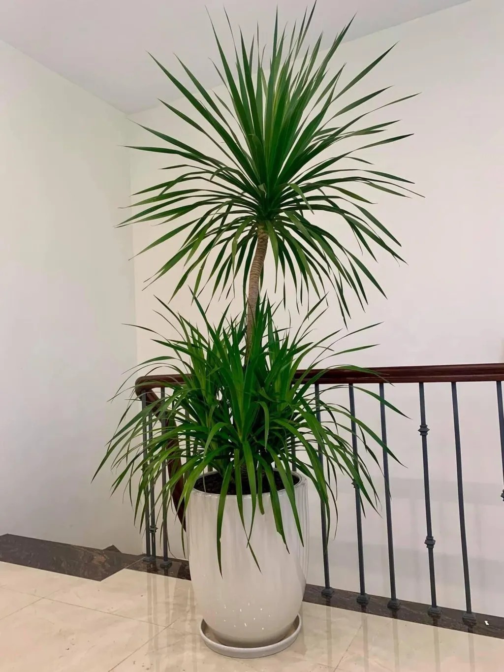 Cách trồng cây phát tài núi