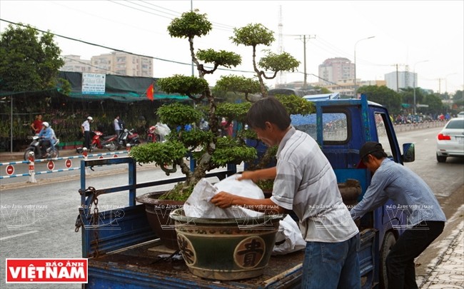 Phố cây cảnh nhộn nhịp và tất bật nhất là vào những tháng cuối năm, gần dịp Tết.