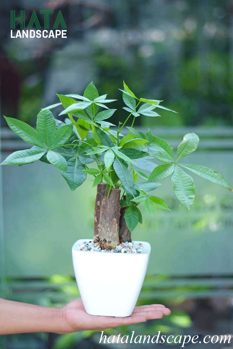 Cây Kim Ngân với thân cây bện vào nhau mang ý nghĩa đoàn kết và tài lộc