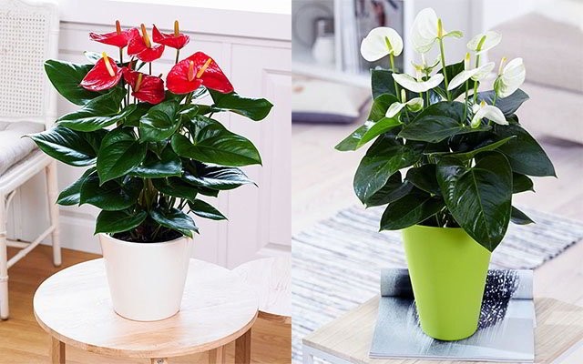 Cây hồng môn với sắc đỏ rực rỡ