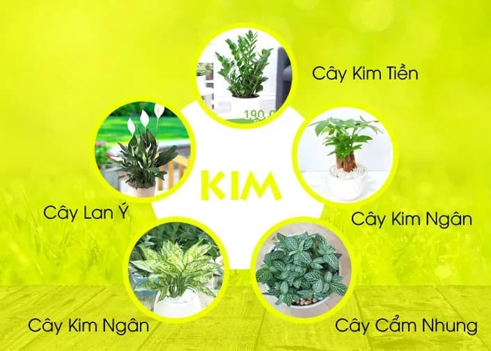 Cây hợp mệnh Kim 1984