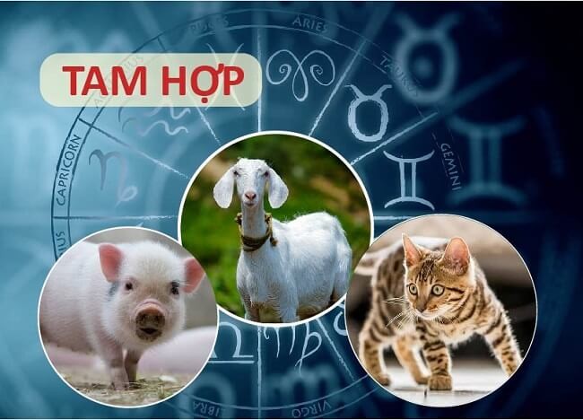 Tam hợp tuổi Hợi