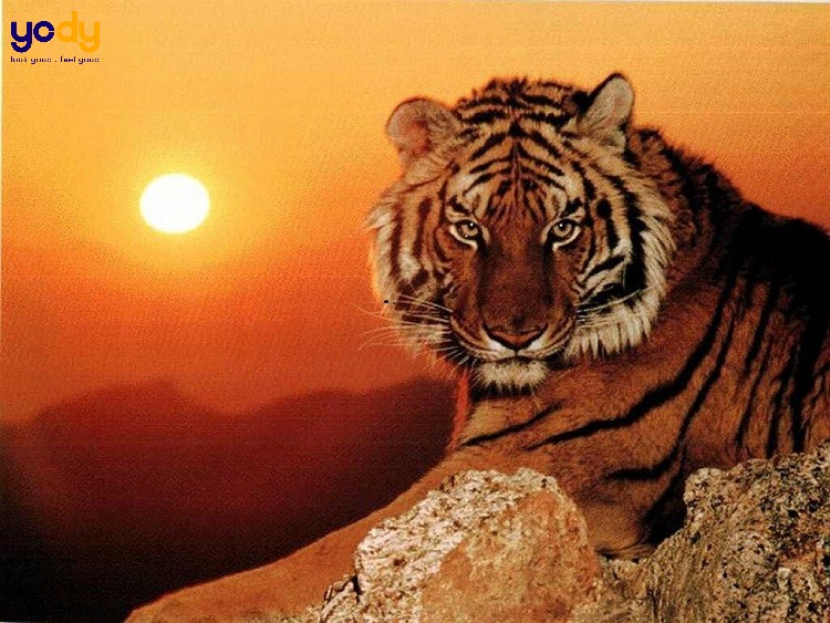 Sinh năm 1998 tuổi Mậu Dần