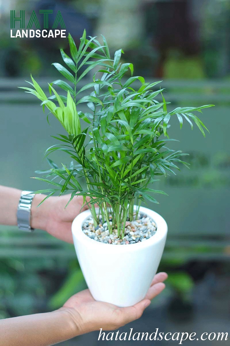 Cây Cau Tiểu Trâm biểu tượng cho ý chí kiên cường và sự may mắn