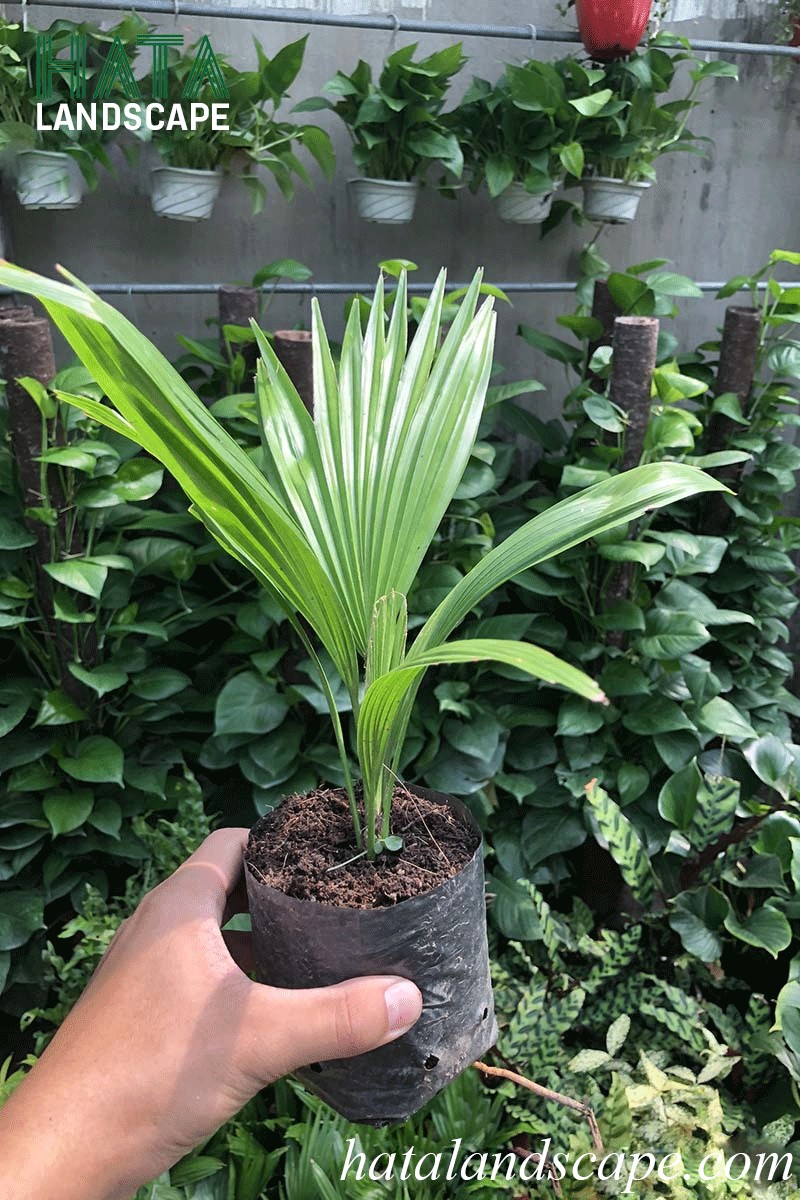 Cây Cọ Ta tượng trưng cho sức sống bền bỉ và khả năng giữ của
