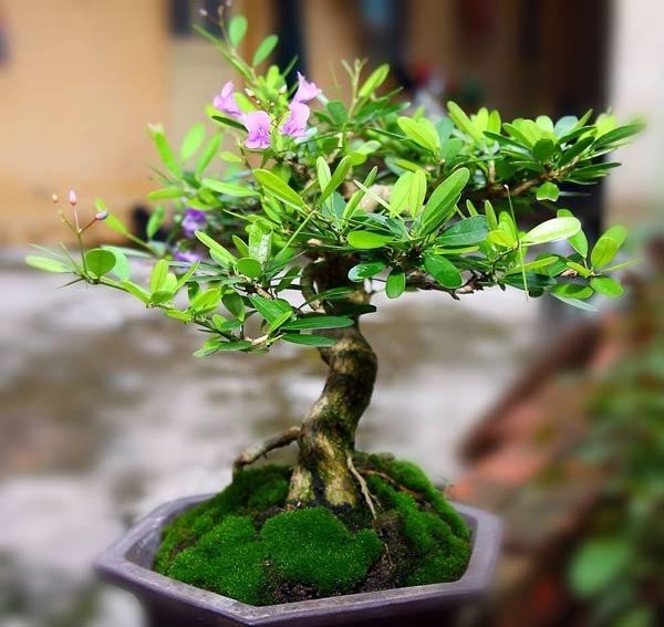 Cận cảnh vẻ đẹp tinh tế của cây sam hương bonsai