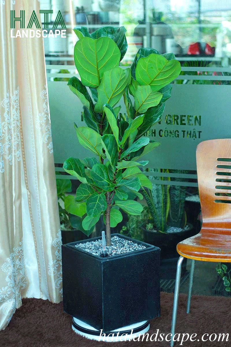 Cây bàng Singapore biểu tượng cho sự chính trực và ý chí vươn lên