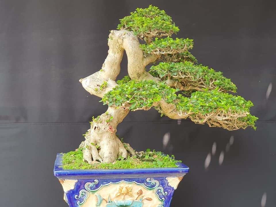 Tác phẩm sam hương bonsai được chăm sóc tỉ mỉ