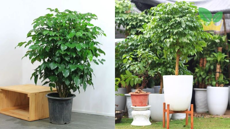 Cây hạnh phúc mang lại niềm vui, sự tự tin và hỗ trợ tài lộc cho người sinh năm 1992
