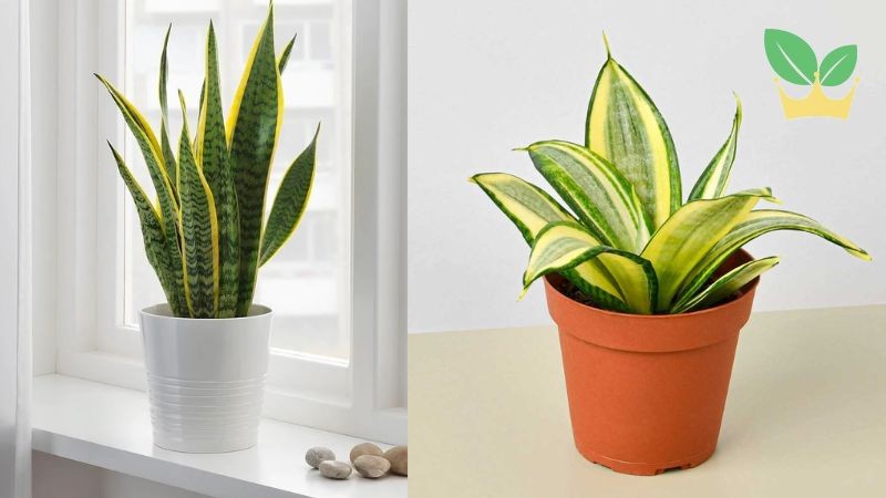 Cây lưỡi hổ vàng mang lại may mắn, giảm căng thẳng và thu hút tài lộc