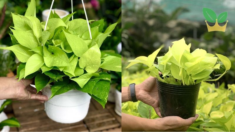 Cây trầu bà vàng thu hút vượng khí và tiếp thêm sinh lực cho người tuổi 1992