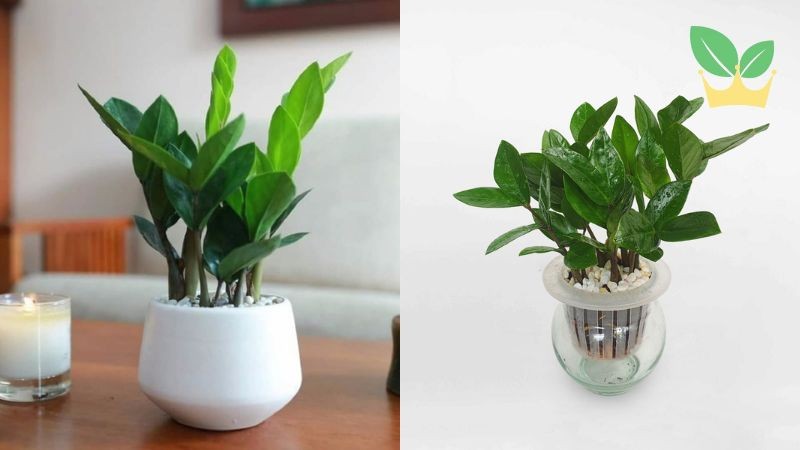 Cây kim tiền thu hút tiền tài, danh vọng và sự thịnh vượng cho người mệnh Kim