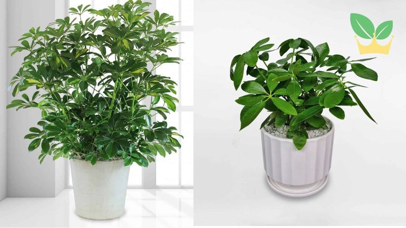 Cây lan ý với hoa trắng tinh khôi, mang lại sự cân bằng và năng lượng tích cực