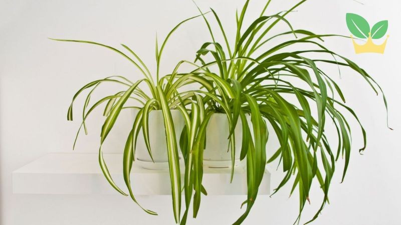 Cây cỏ lan chi mang lại sự bình yên, may mắn và tài lộc cho gia chủ