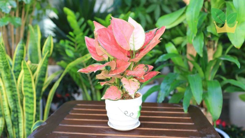 Cây vạn lộc mang sắc đỏ may mắn, thu hút tài lộc và sự giàu sang