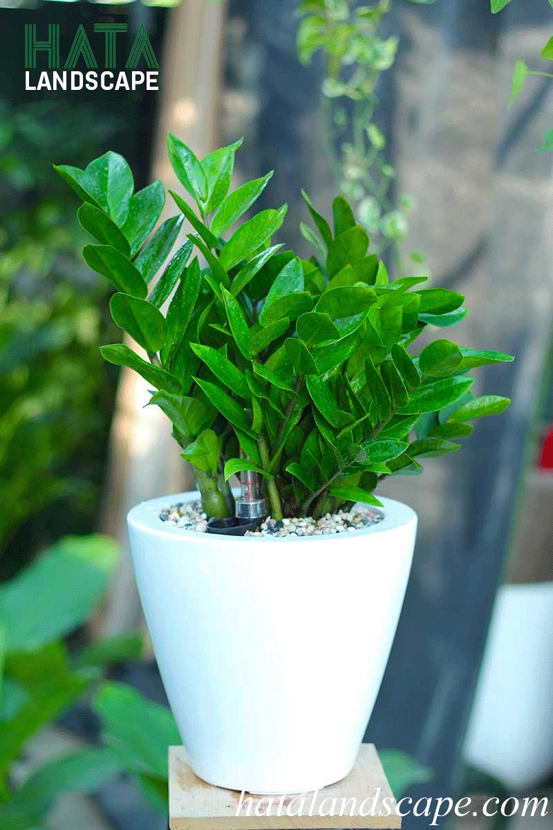 Cây Kim Tiền tượng trưng cho sự giàu sang và phú quý