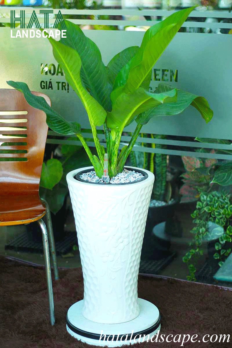 Cây Đại Phú Gia mang ý nghĩa tài lộc và sức khỏe