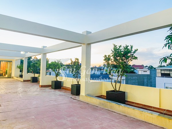 Cây ăn quả được trồng trong chậu trên sân thượng.