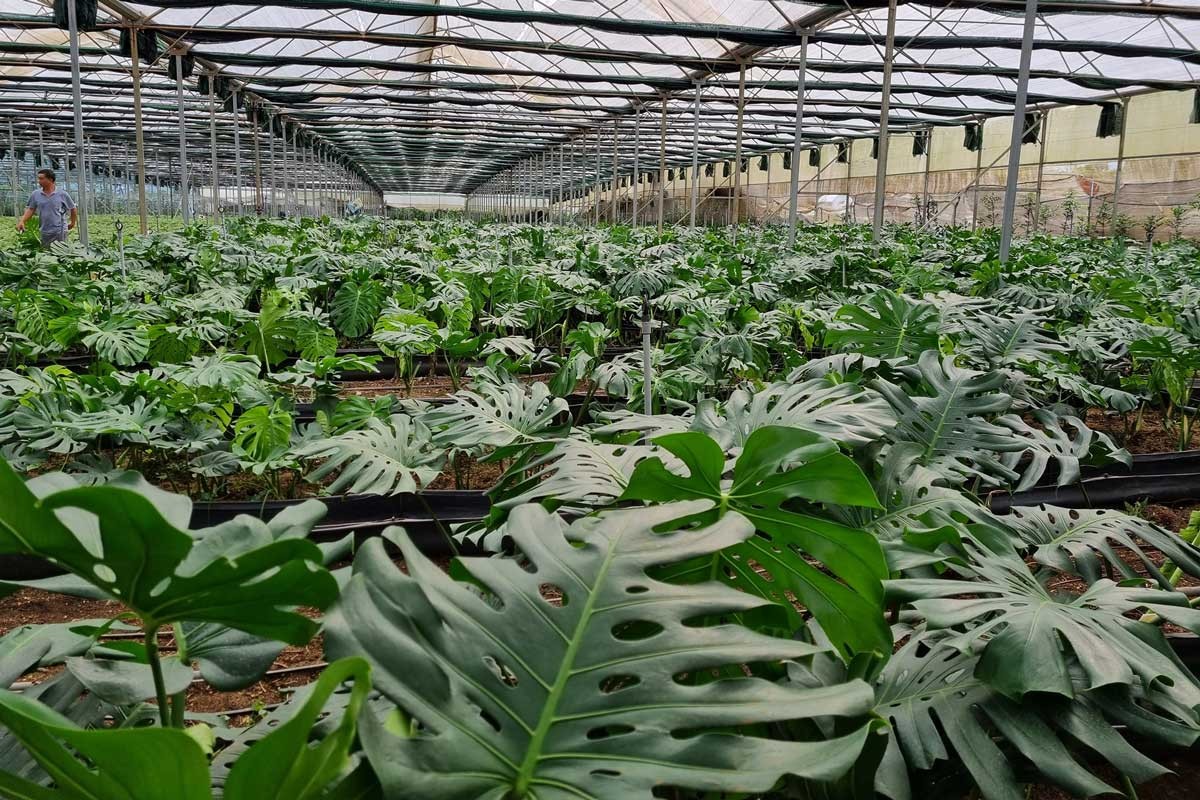 Cận cảnh chậu cây Monstera.