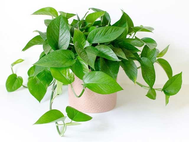 Nhiều loại Trầu Bà khác nhau phù hợp trang trí không gian