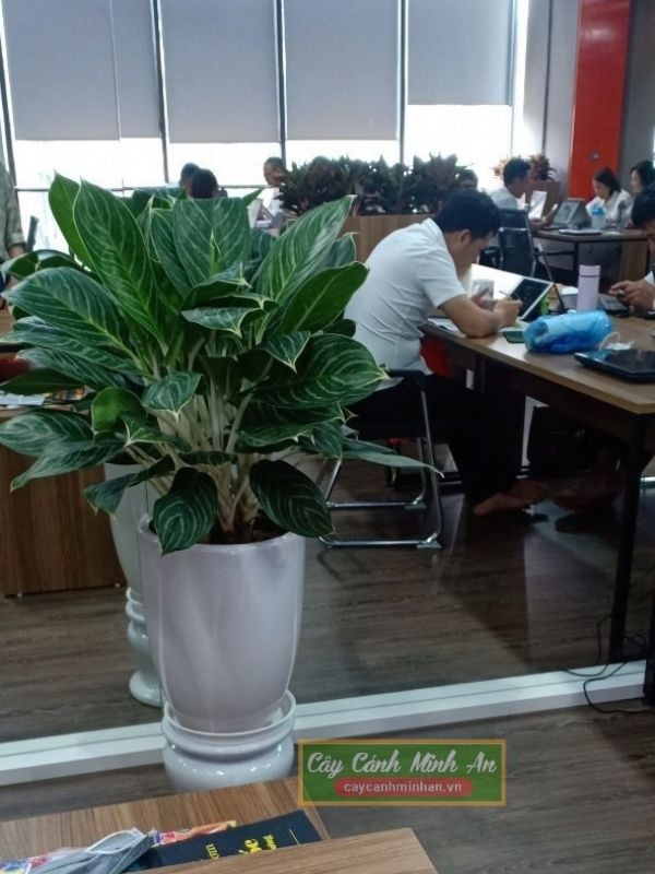 Cây bạch mã hoàng tử