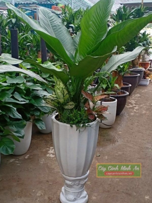 Cây đại phú gia mix cây nhỏ