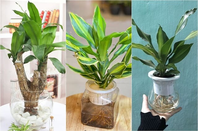 Cây Thiết Mộc Lan