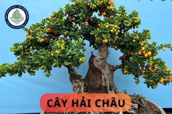 cay hai chau 1