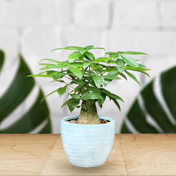Cây Kim Ngân với ý nghĩa mang lại sự giàu có