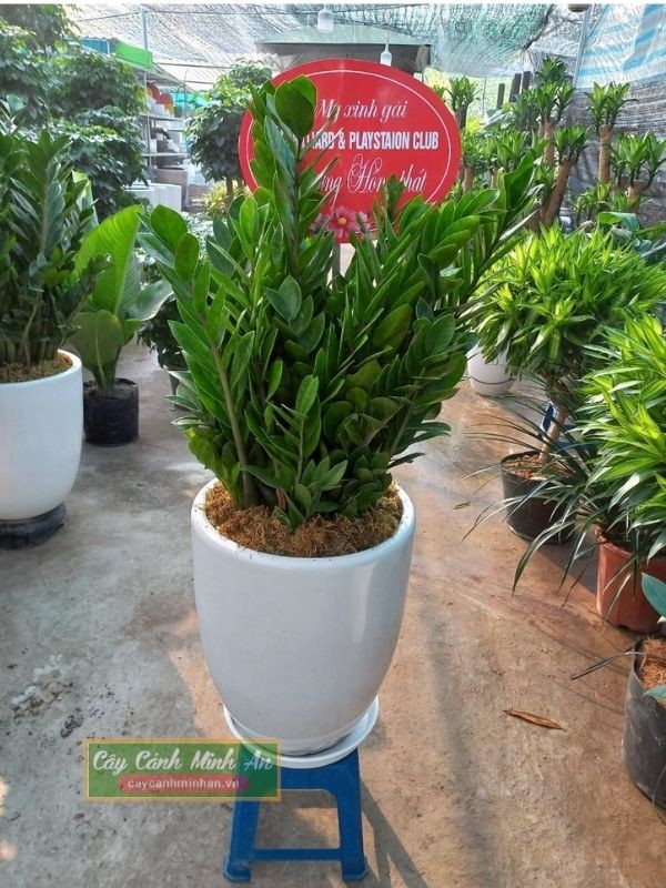 Cây kim tiền tặng khai trương