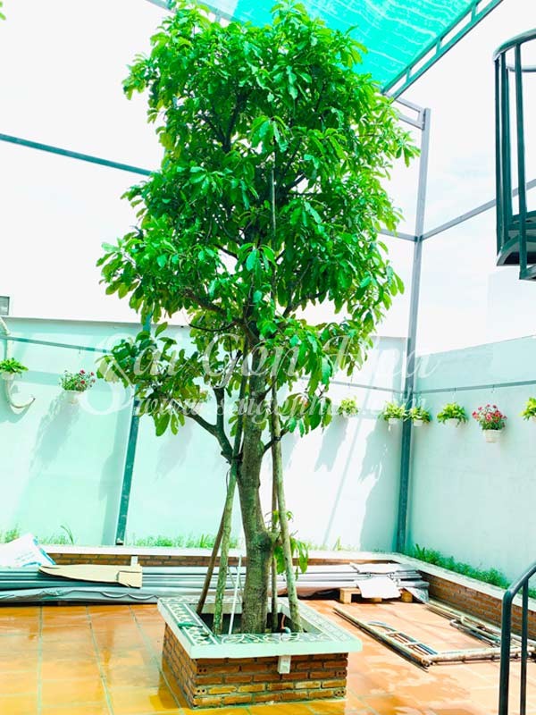 Cây lộc vừng xanh tốt trên sân thượng.
