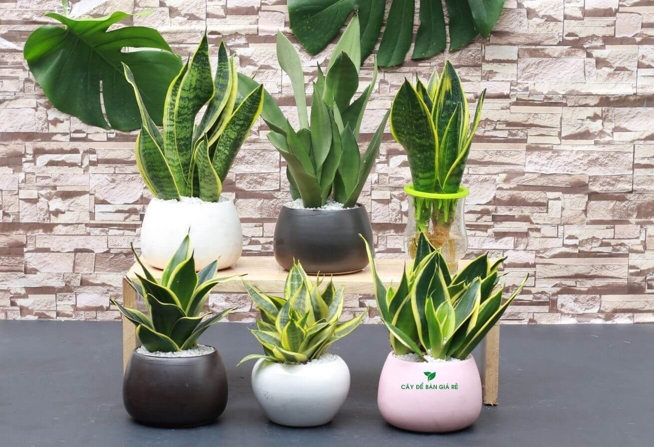 Cây lưỡi hổ với sắc xanh và vàng