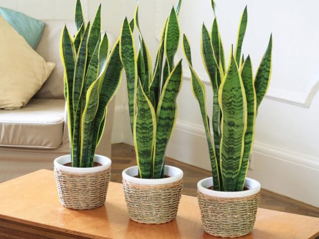 Bảng giá tham khảo cây lưỡi hổ