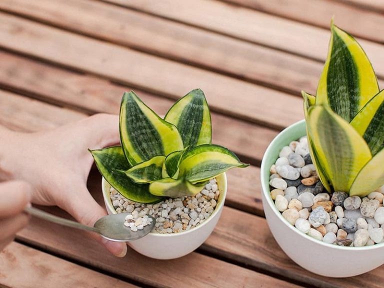 Cách tưới nước cho cây lưỡi hổ