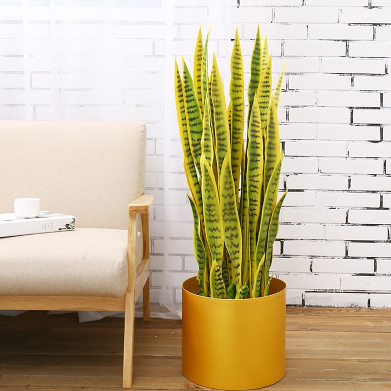Cây lưỡi hổ trong không gian phòng khách