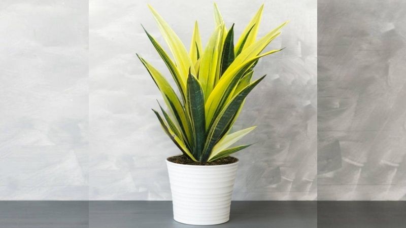 Cây lưỡi hổ vàng lửa