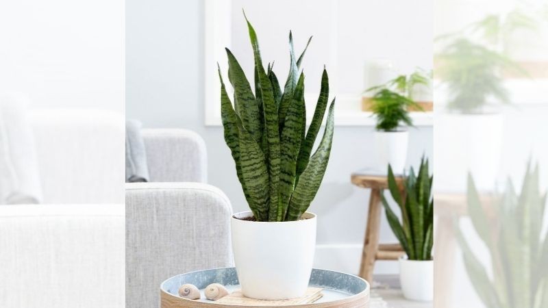 Cây lưỡi hổ xanh