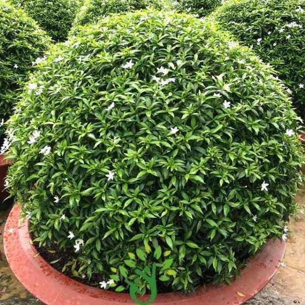 Cây Mai Vạn Phúc với vẻ đẹp tinh khôi phù hợp người mệnh Kim