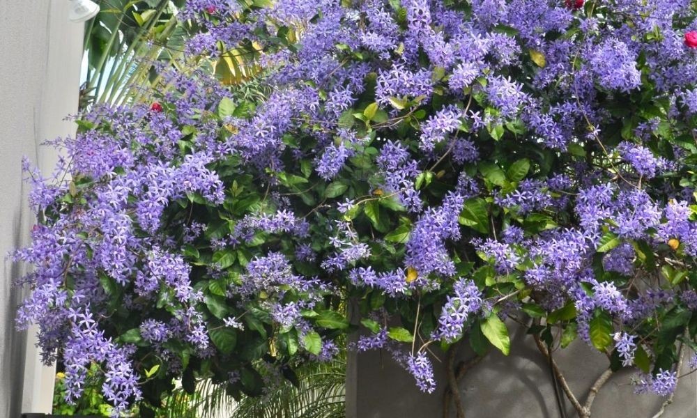 Cây mai xanh Thái với những chùm hoa xanh tím nổi bật.