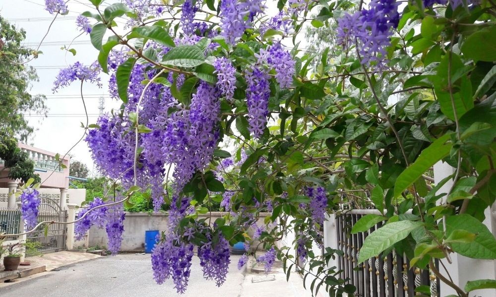 Cây mai xanh được trồng trước nhà, tạo điểm nhấn xanh mát.