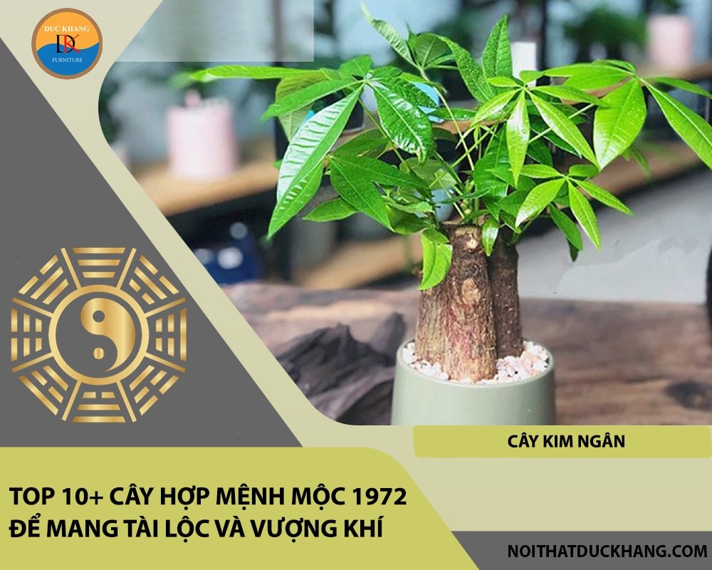 Cây kim ngân mang lại may mắn và tài lộc.
