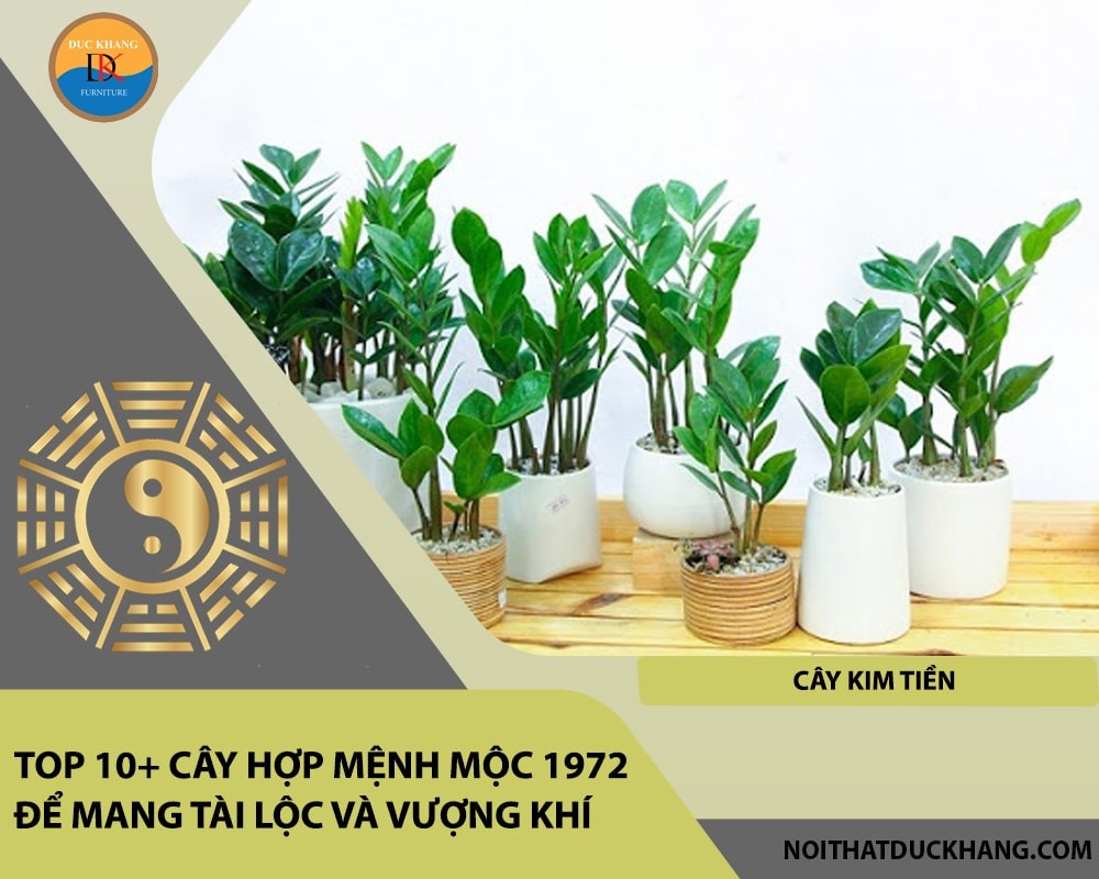 Cây Kim Tiền mang lại may mắn về tài chính.
