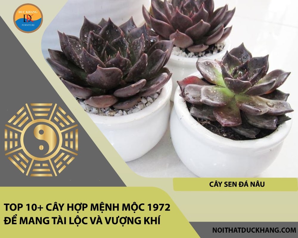 Cây sen đá nâu mang lại sự tích cực và may mắn.