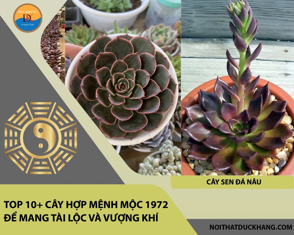 cay menh moc 1972 12 1