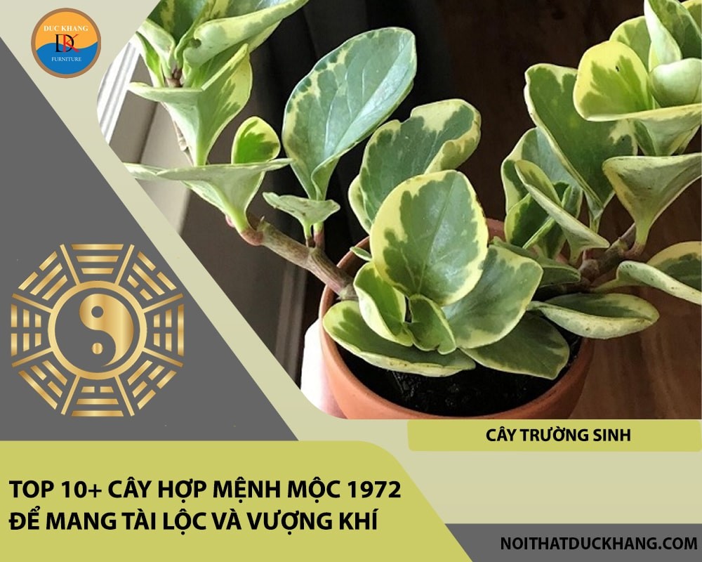 Cây Trường Sinh biểu trưng cho sự trường tồn và may mắn.