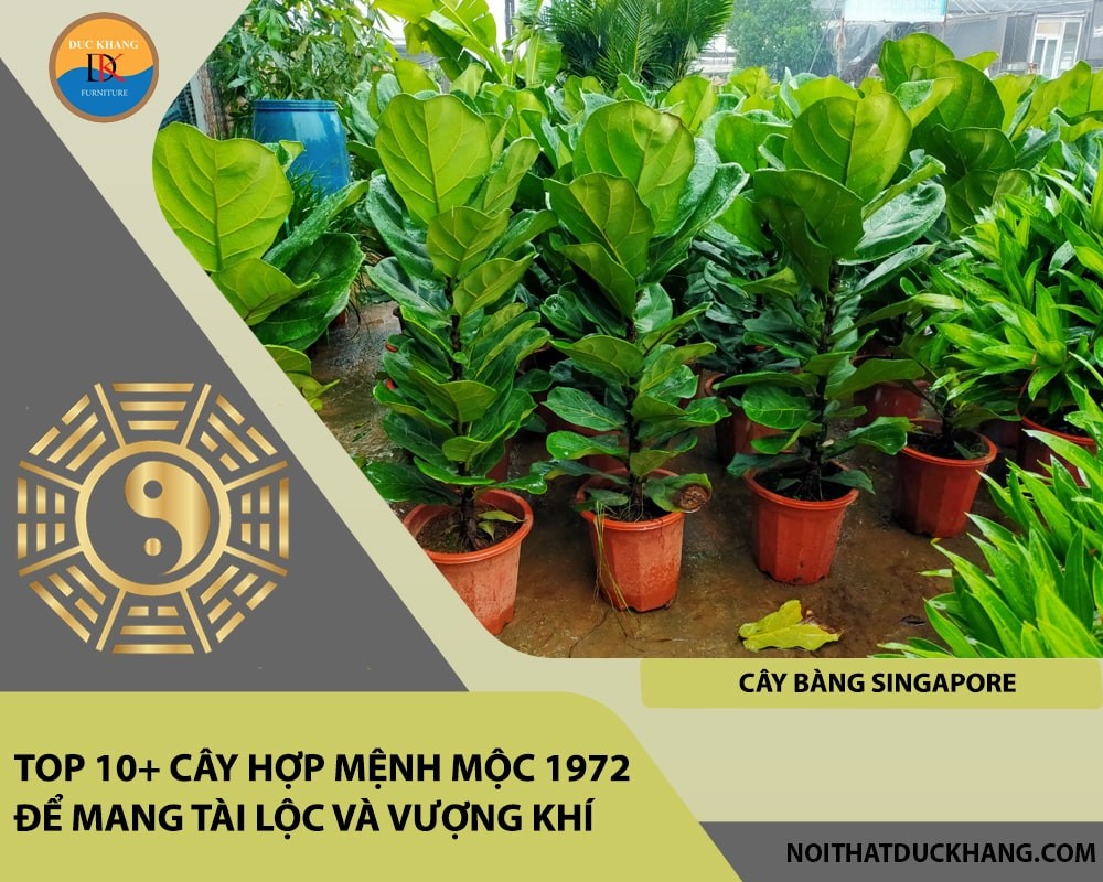 Cây Bàng Singapore biểu trưng cho sự sung túc và may mắn.