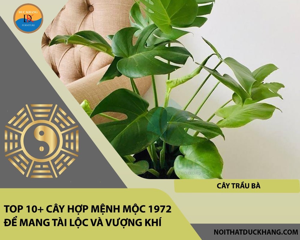 Cây trầu bà tượng trưng cho sự thịnh vượng và thành công.