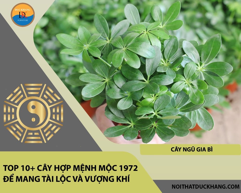 Cây ngũ gia bì giúp thu hút tài lộc và thanh lọc không khí.
